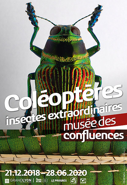 Exposition Coléoptères : Insectes Extraordinaires au Musée des Confluences à Lyon