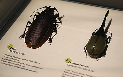 Exposition Coléoptères : Insectes Extraordinaires au Musée des Confluences à Lyon