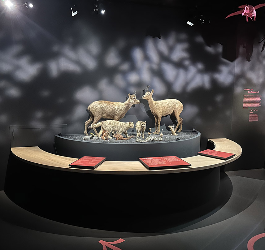 Exposition temporaire "Sex_Appeal - La scandaleuse vie de la nature" au Muséum d'Histoire Naturelle de Toulouse